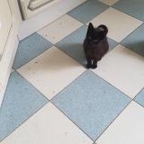 Picture of cat found at Bernis