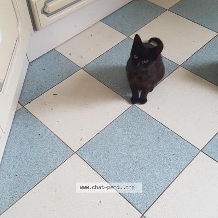 Photo 1/1 Found cat Found in Bernis