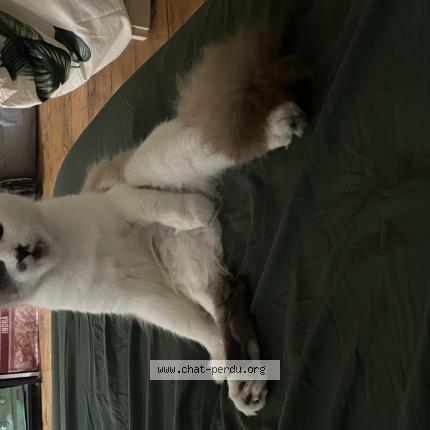 Photo 1/1 Snow Chat lost in Valence