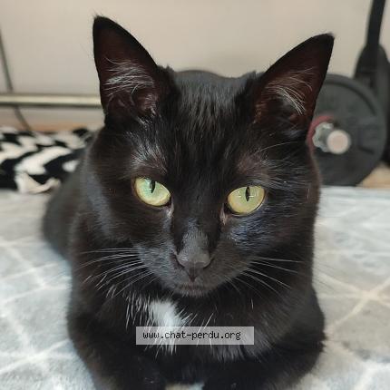 Photo 1/1 Shipie Chat lost in Bourg blanc