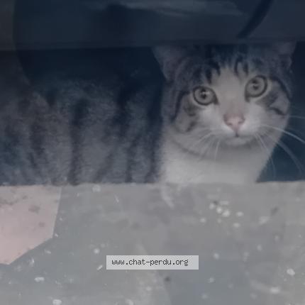 Foto 1/1 Kat teruggevonden Gevonden in Bruxelles