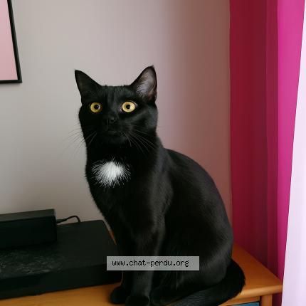 Photo 1/1 kylo Chat lost in Aix en provence