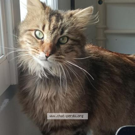 Photo 1/1 Hades Chat lost in Mougon