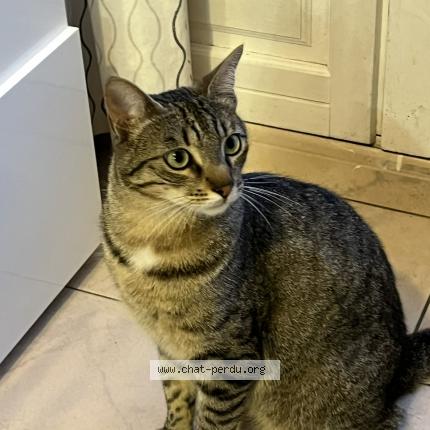 Photo 1/1 Uno Chat lost in Merignac