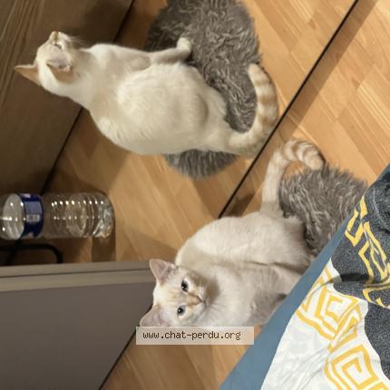 Photo 1/1 Bor Chat lost in Bruxelles