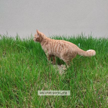 Photo 1/1 Found cat Found in Haye fouassiere