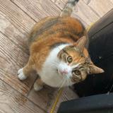 Picture of cat lost at Octeville Sur Mer