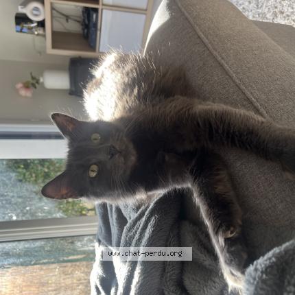 Photo 1/1 Vegas Chat lost in Sautron