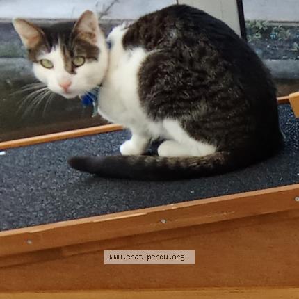 Photo 1/1 Flash Chat lost in Flers