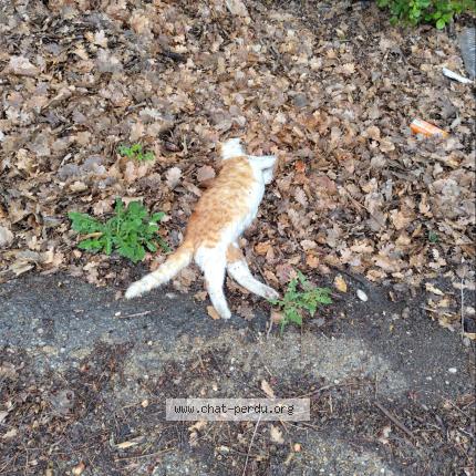 Photo 1/1 Found cat Found in Eguilles