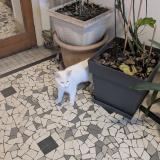 Picture of cat found at Paris