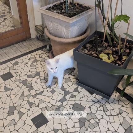 Photo 1/1 Found cat Found in Paris