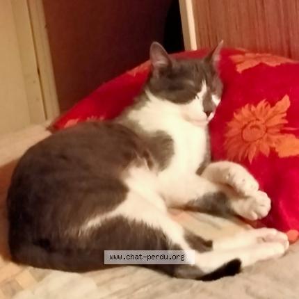 Photo 1/1 Cat reunited Lost in Clermont ferrand