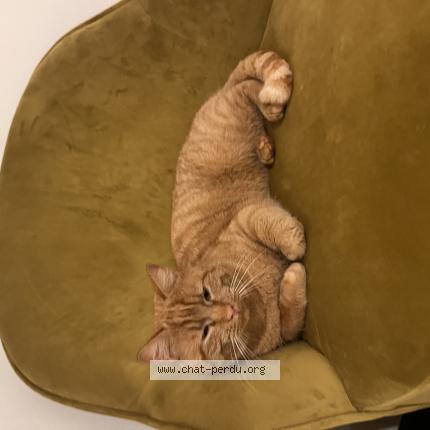 Photo 1/1 Zlatan Chat lost in Chanteloup