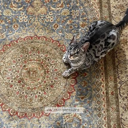 Foto einer verlorenen Katze in Chene Bougeries