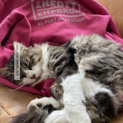 Photo 1/1 Sadji Chat lost in Brest