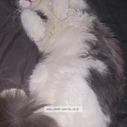 Photo 1/1 Grisouille Chat lost in Nersac