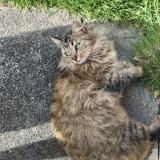 Picture of cat lost at Pionnat