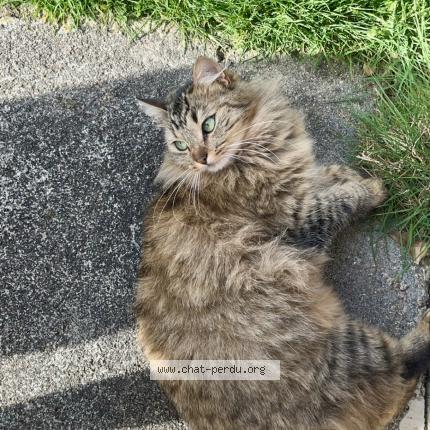 Photo 1/1 Cahouète Chat lost in Pionnat