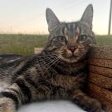 Picture of cat lost at Champ Le Duc