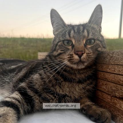 Photo 1/1 ROSETTE Chat lost in Champ le duc