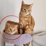 Picture of cat lost at Carcassonne