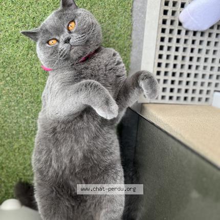 Photo 1/1 Scooty Chat lost in Champigny sur marne