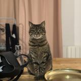 Picture of cat lost at Pontault Combault