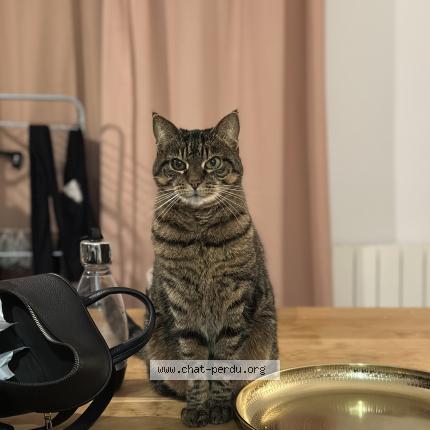 Photo 1/1 Gribouille Chat lost in Pontault combault