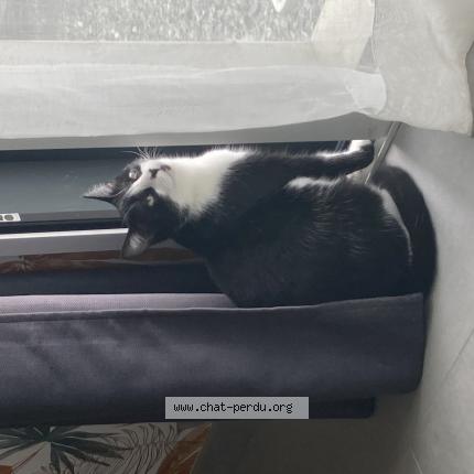 Photo 1/1 Jessy Chat lost in Saint jean des champs