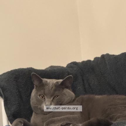 Photo 1/1 Tommy Chat lost in Goussainville