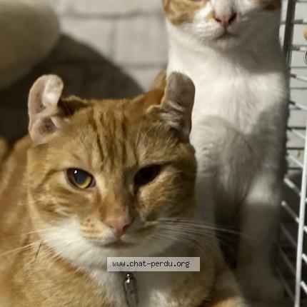 Photo 1/1 Omaley Chat lost in Aulnay sous bois