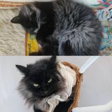 Picture of cat lost at Loupes