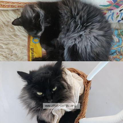 Photo 1/1 Sky Chat lost in Loupes