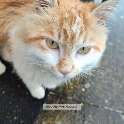 Photo 1/1 Found cat Found in Marcilloles