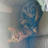 Picture of cat lost at Larmor Plage