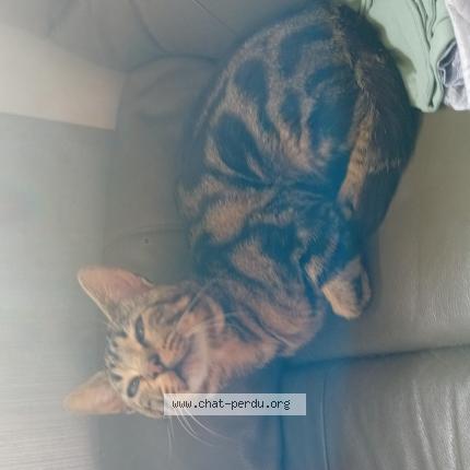 Photo 1/1 Speedy Chat lost in Larmor plage