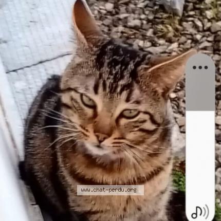 Photo 1/1 Speedy Chat lost in Larmor plage