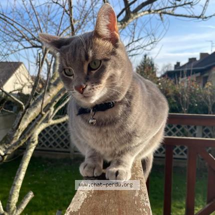 Photo 1/1 Dobby Chat lost in Lievin