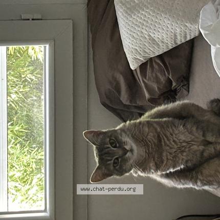 Photo 1/1 laya Chat lost in Bioule