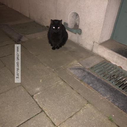 Photo 1/1 Found cat Found in Woluwe saint pierre