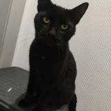 Picture of cat lost at Mondelange