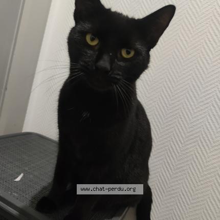 Photo 1/1 Tyrande Chat lost in Mondelange