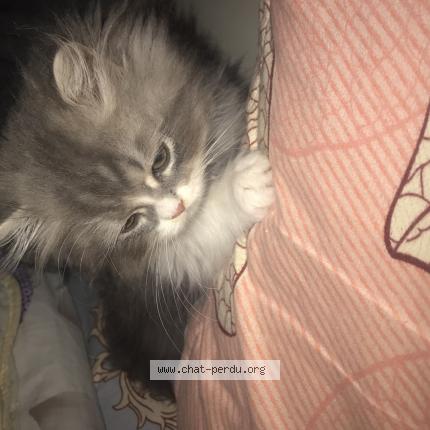 Photo 1/1 anan Chat lost in Paris