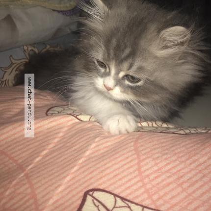 Photo 1/1 anan Chat lost in Paris