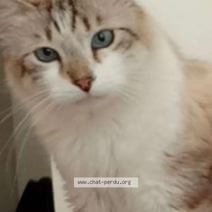 Photo 1/1 Bijoux Chat lost in Istres