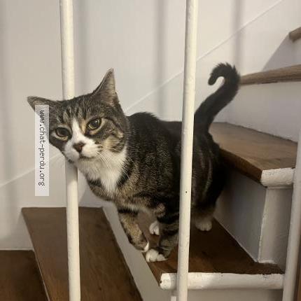 Photo 1/1 Bouboule Chanel Chat lost in Saint maur des fosses