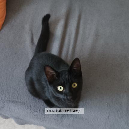 Photo 1/1 Leo Chat lost in Thonon les bains