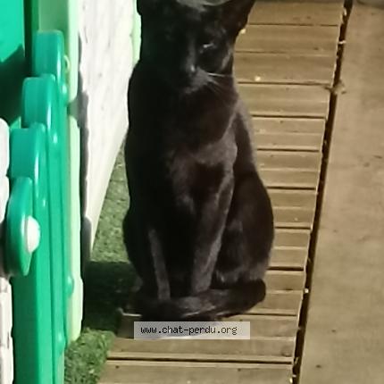 Photo 1/1 Found cat Found in Metz