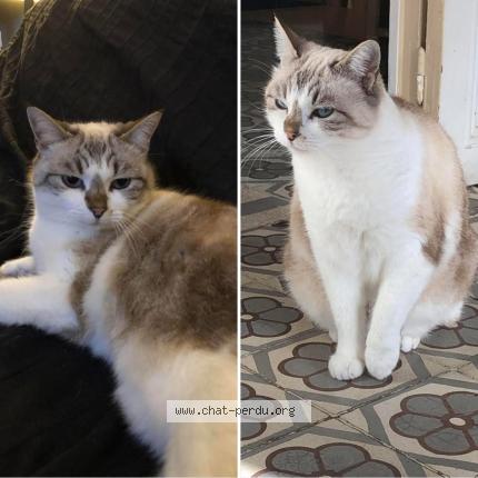 Photo 1/1 Bizbee Chat lost in Cassis